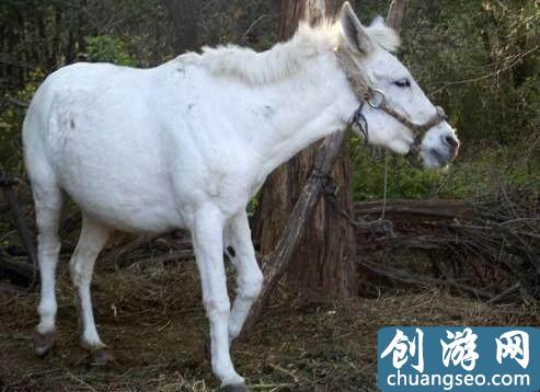 天龙八部手游下载八部天龙白龙马的级别中国古代传说级别的十大宝马